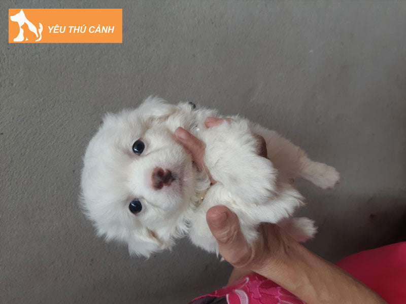 cho-nhat-lai-poodle-thucanh