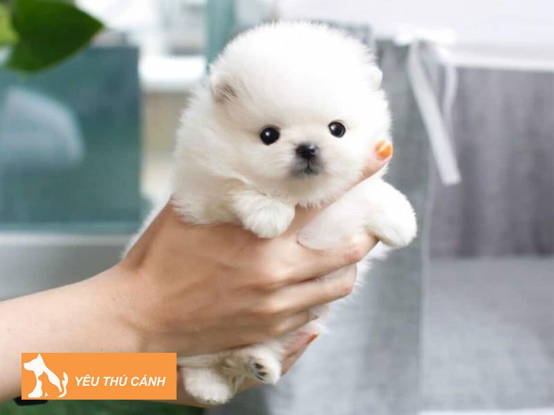 cach-cham-soc-cho-poodle-teacup-dung-chuan-2-thucanh