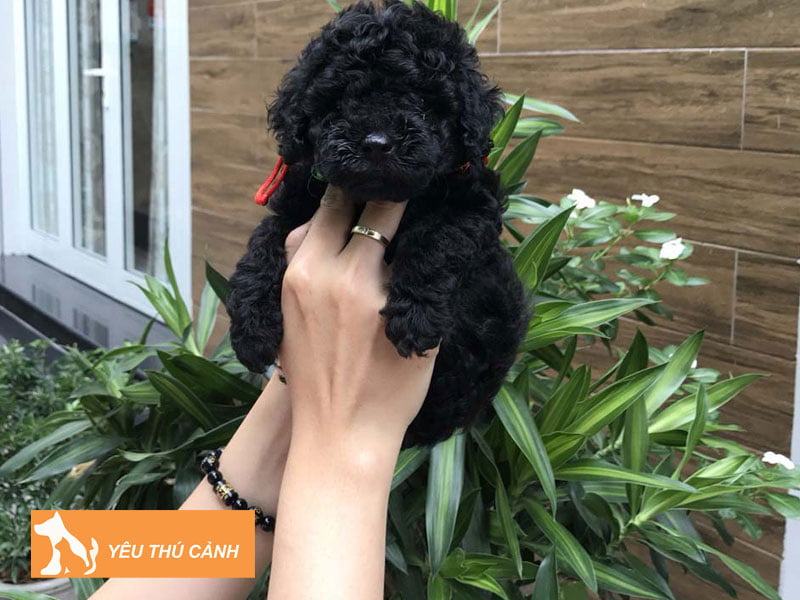 cach-cham-soc-cho-poodle-teacup-dung-chuan-3-thucanh