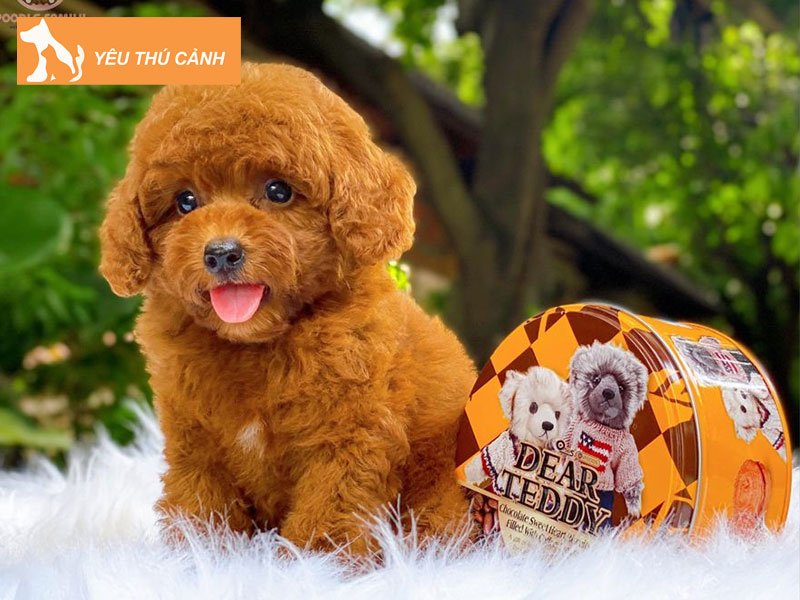 cach-cham-soc-cho-poodle-teacup-dung-chuan-5-thucanh