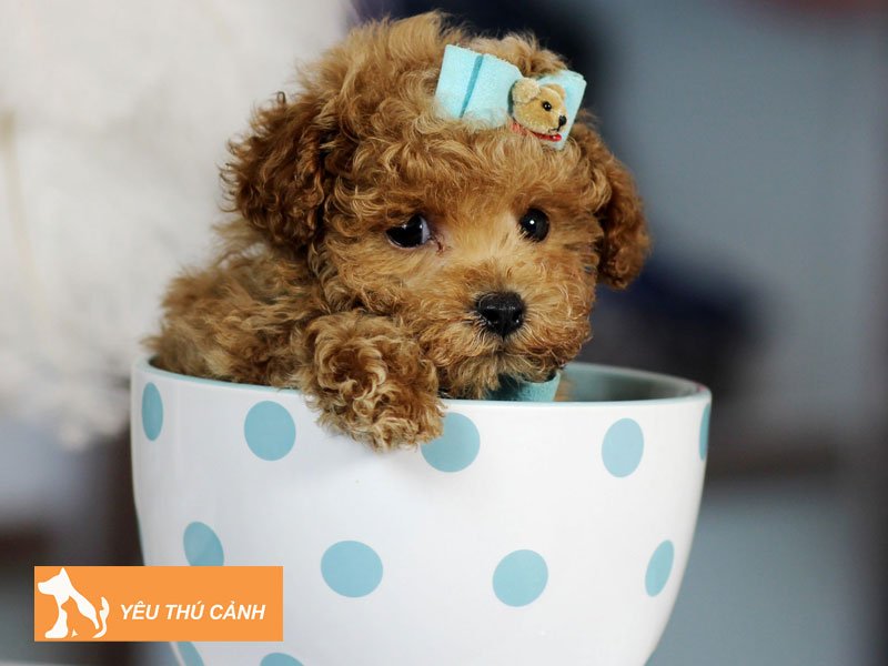 cach-cham-soc-cho-poodle-teacup-dung-chuan-thucanh