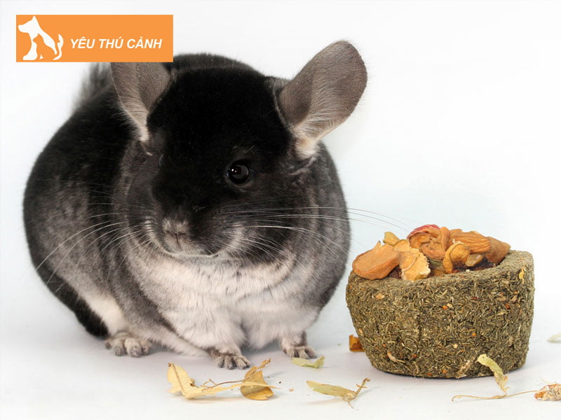 cach-nuoi-soc-chuot-chinchilla-thucanh