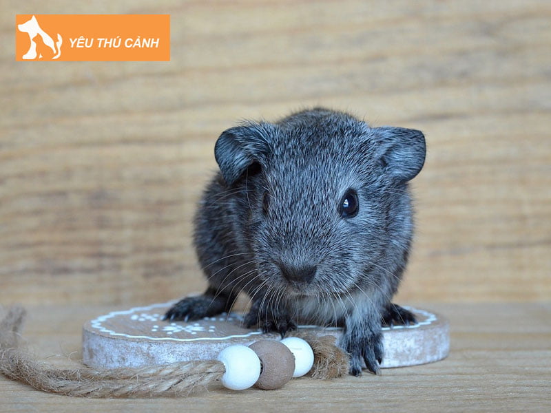 can-luu-y-nhung-gi-khi-chon-mua-chuot-chinchilla-thucanh