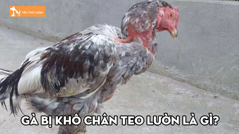 Gà bị khô chân teo lườn là gì Nguyên nhân và cách chữa trị Thucanh