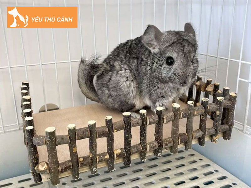 gioi-thieu-ve-chuot-chinchilla-1-thucanh