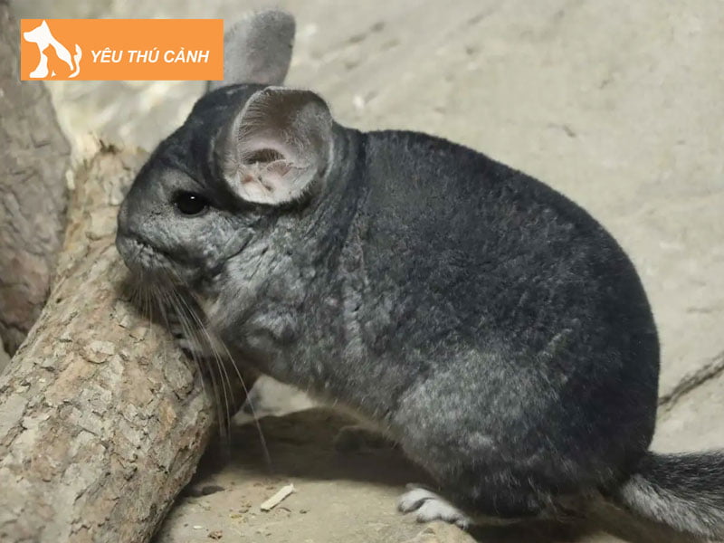 gioi-thieu-ve-chuot-chinchilla-2-thucanh