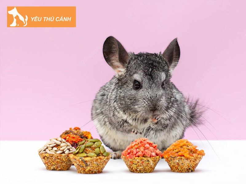 gioi-thieu-ve-chuot-chinchilla-thucanh