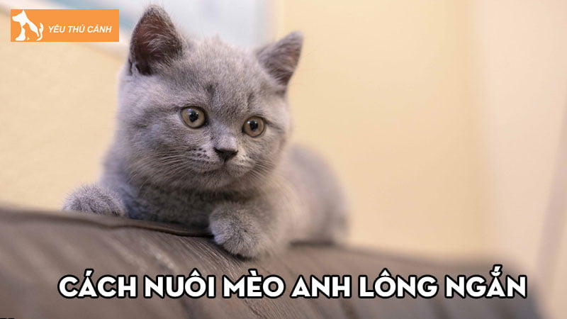 cach-nuoi-meo-anh-long-ngan-va-gia-ban-cac-loai-pho-bien-thucanh