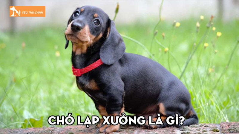 Chó Lạp Xưởng là gì? Những thông tin thú vị có thể bạn chưa biết