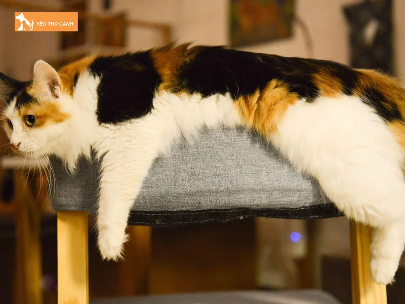 cach-cham-soc-meo-tam-the-thucanh