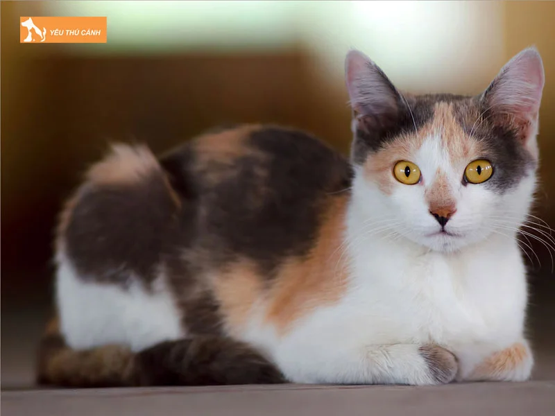 dac-diem-cua-meo-tam-the-1-thucanh