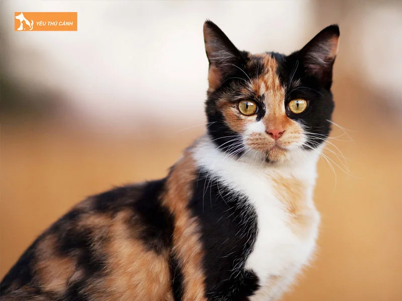 meo-tam-the-la-gi-thucanh