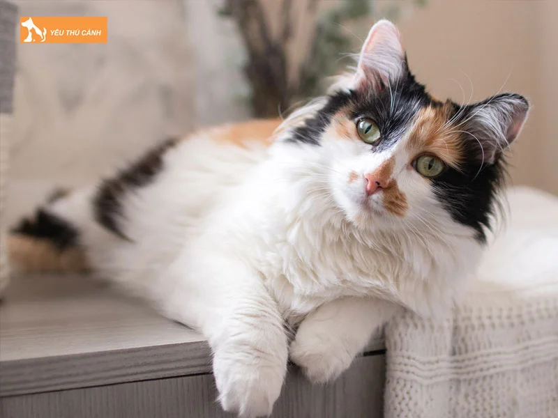 tai-sao-meo-tam-the-duc-thuong-rat-hiem-thucanh