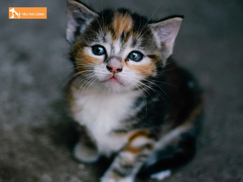 y-nghia-tam-linh-cua-loai-meo-nay-thucanh