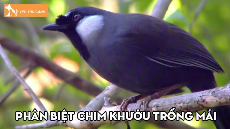 Cách phân biệt chim Khướu trống mái đơn giản và chính xác nhất