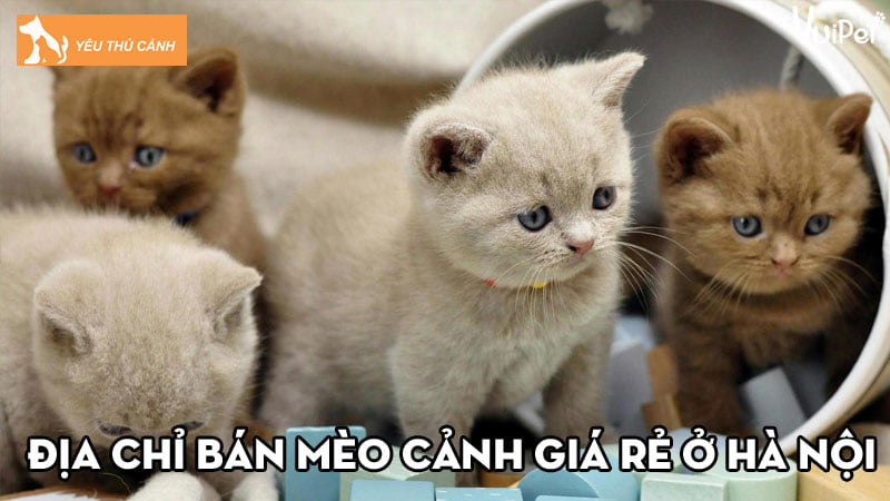 luu-ngay-10-dia-chi-ban-meo-canh-gia-re-o-ha-noi-thucanh
