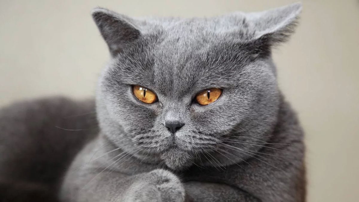 Top 7 điều cần biết về mèo Anh lông ngắn & Giá Bán – Osin Thú Cưng