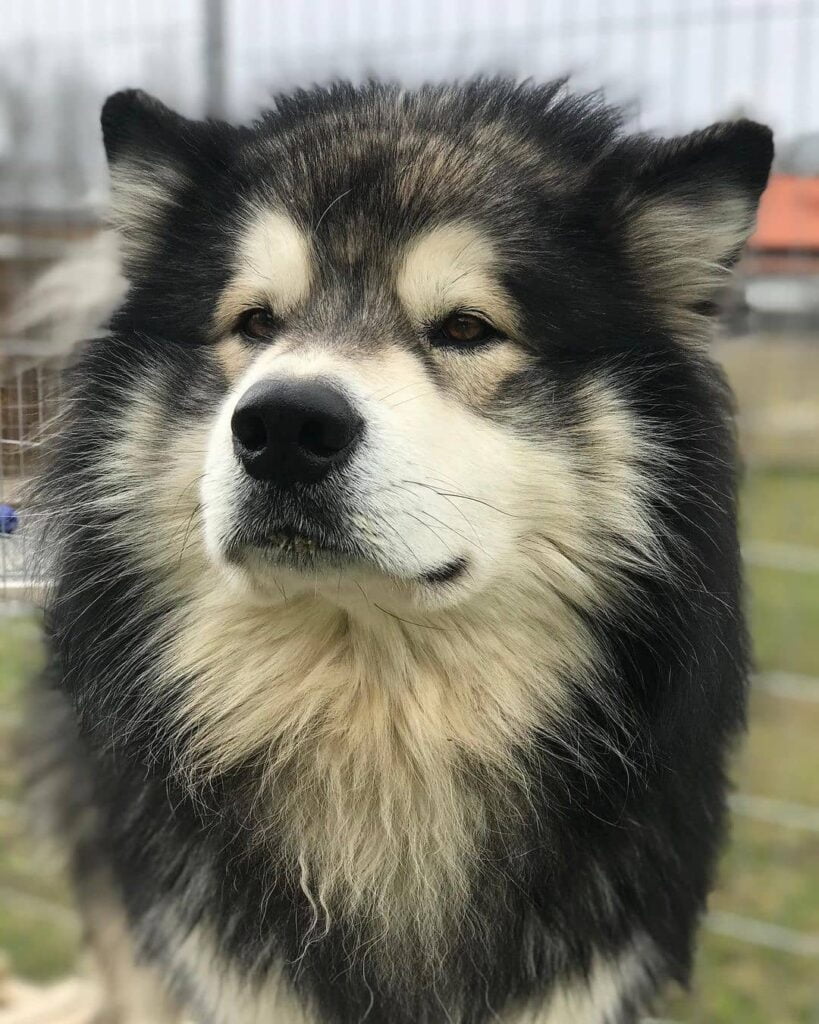 Chó Alaska thuần chủng – Đặc điểm nhận dạng Alaska thuần chủng