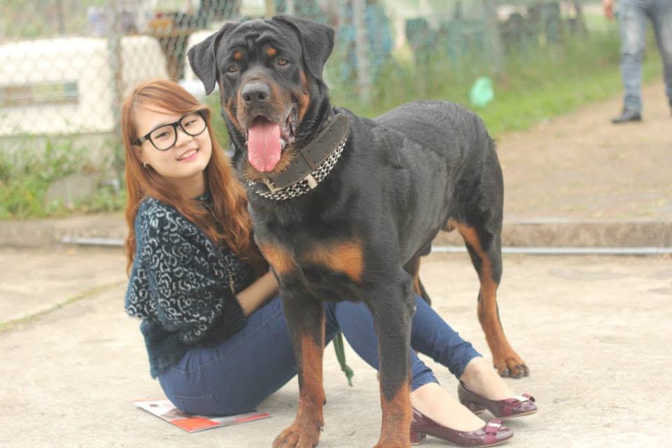 Tìm hiểu về các giống chó Rottweiler lai ở Việt Nam