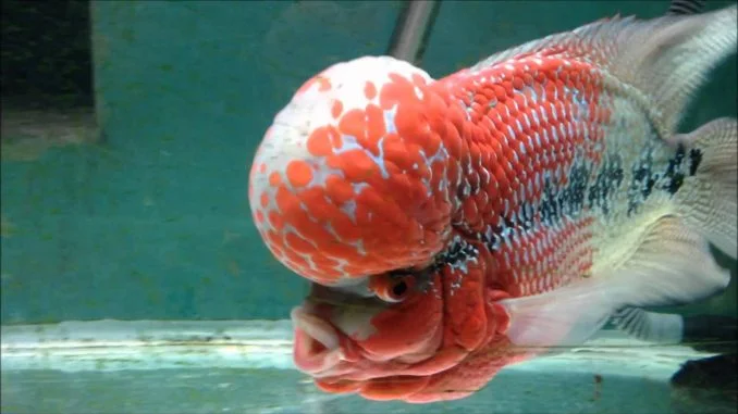 Mua bán các loại cá La Hán đẹp, đầu to, giá rẻ