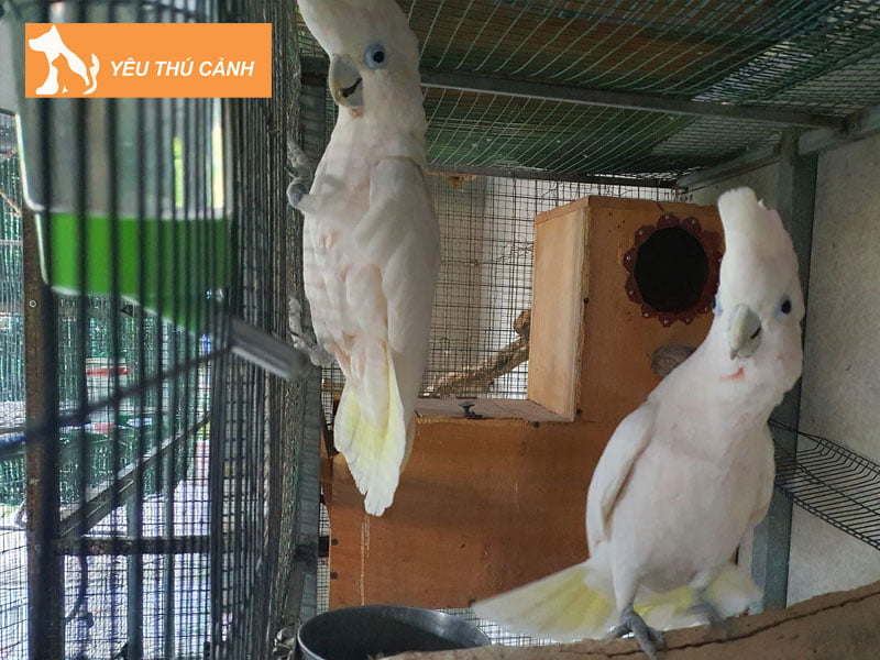 cach-cham-soc-vet-cockatoo-dung-chuan-1-thucanh