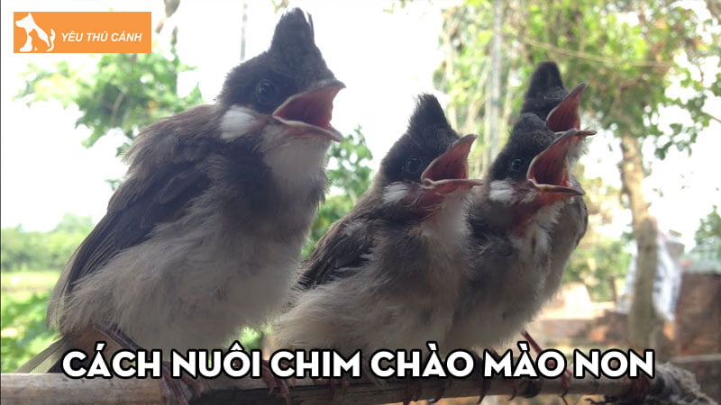 cach-nuoi-chim-chao-mao-non-khoe-manh-lon-nhanh-hot-hay-thucanh