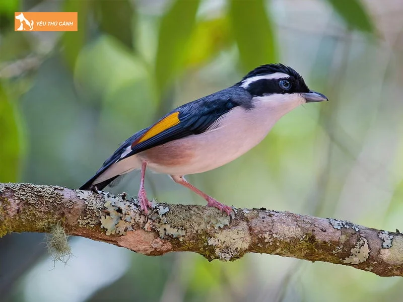 cach-nuoi-chim-khuou-nhu-the-nao-mang-lai-hieu-qua-thucanh