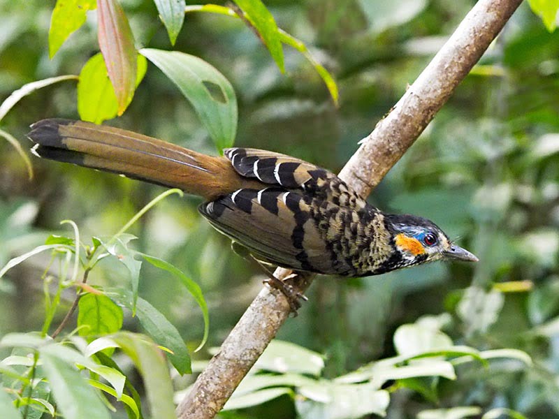 Đi tìm chim khướu Kon Ka Kinh