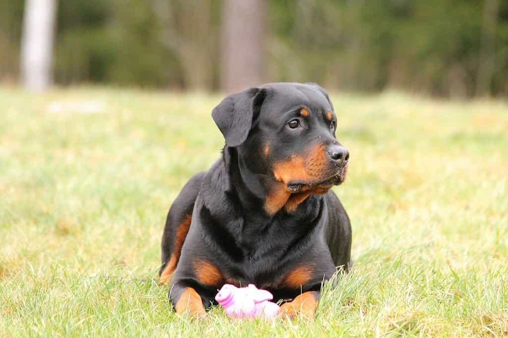Tìm hiểu về chó Rottweiler dòng đại: Đặc điểm, giá cả, phối giống