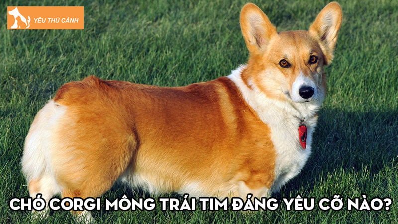 cho-corgi-mong-trai-tim-dang-yeu-co-nao-gia-bao-nhieu-tien-thucanh