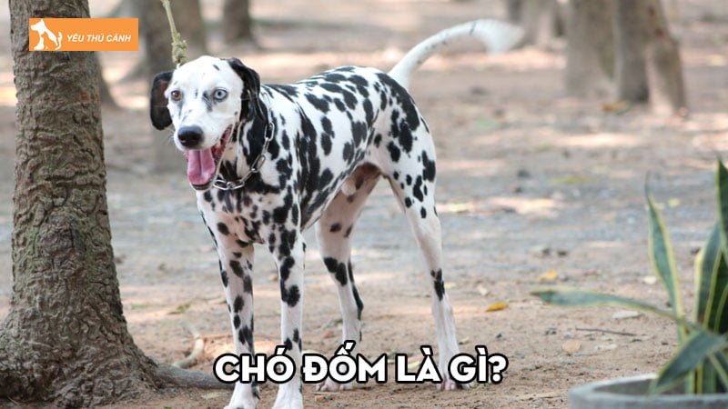 Chó đốm là gì? Kinh nghiệm chăm sóc chó đốm khỏe mạnh