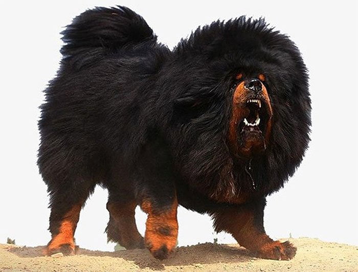 20+ Ảnh Chó Ngao Tây Tạng Khổng Lồ Màu Trắng, Đen, Đỏ Thucanh.vn