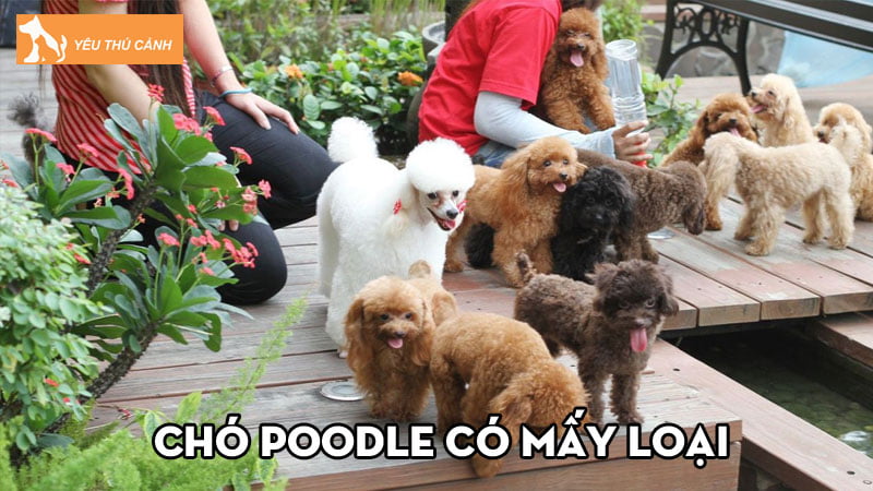 Chó Poodle có mấy loại, giá bán từng loại như thế nào? Chó Poodle có mấy loại, giá bán từng loại như thế nào?