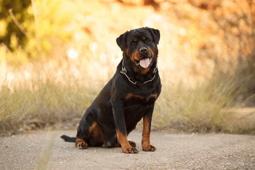 Chó Rottweiler – Tìm hiểu về đặc điểm và giá bán chó Rottweiler