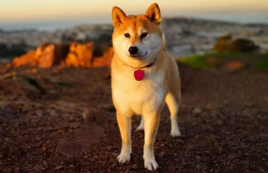 Chú chó Shiba Inu đẹp trai, vui tính được mệnh danh ‘thánh biểu cảm’ của Nhật Bản