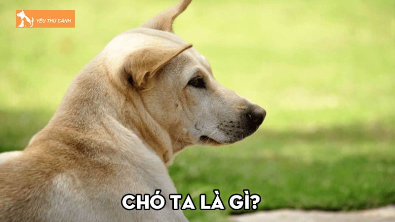 Chó ta là gì? Tất tần tật kinh nghiệm nuôi và huấn luyện chó ta