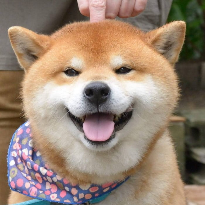 Chó Shiba Inu mặt cười giá bao nhiêu tiền? Mua ở đâu tại Việt Nam?
