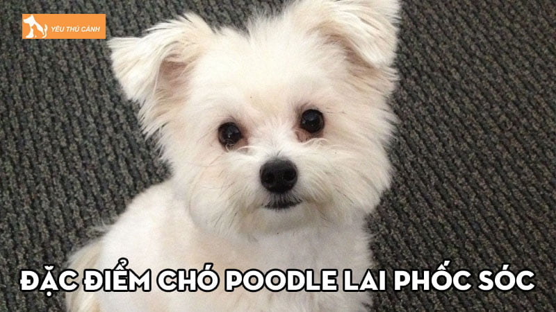 Đặc điểm chó Poodle lai Phốc Sóc và cách nuôi chúng hiệu quả