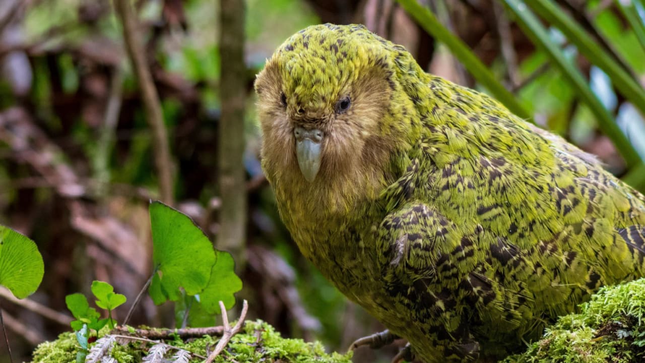 Kakapo – Wikipedia tiếng Việt