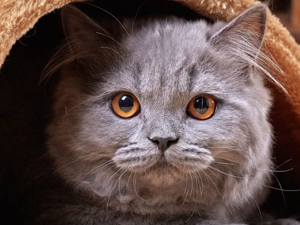 Mèo Anh Lông Dài Màu đen – Hevean – Happy Pets Store