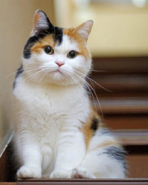 Mèo tam thể – Wikipedia tiếng Việt