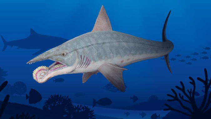 Kỳ thú loài cá mập tiền sử khổng lồ với ‘hàm răng máy cưa’