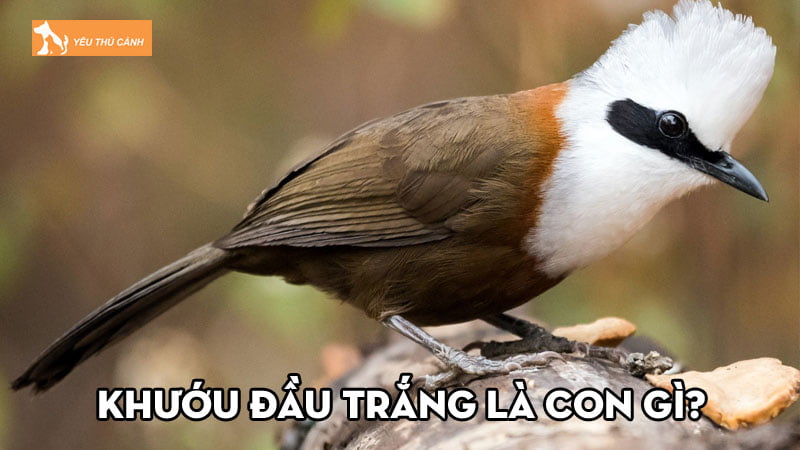 Khướu đầu trắng là con gì? Cách nuôi như thế nào cho đúng? Khướu đầu trắng là con gì? Cách nuôi như thế nào cho đúng?