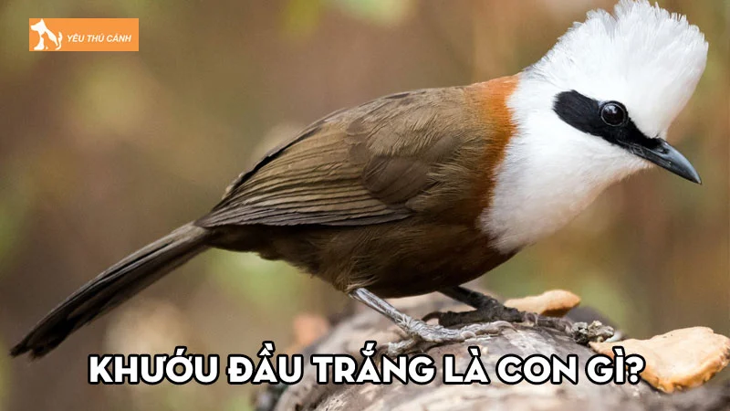Khướu đầu trắng là con gì? Cách nuôi như thế nào cho đúng?