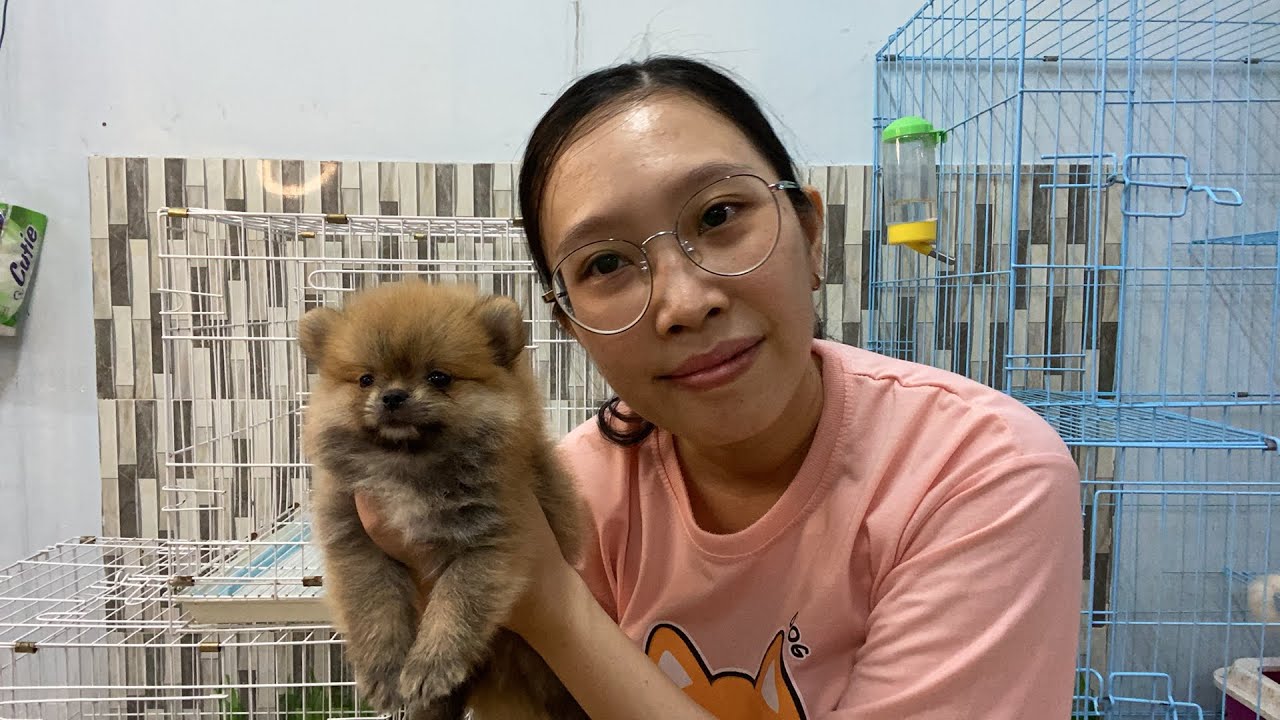 Chó Phốc Sóc giá bao nhiêu – mua bán chó Phốc sóc tại Hà Nội &TPHCM