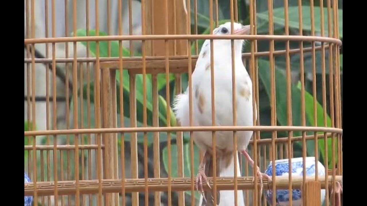 Chiêm ngưỡng Họa Mi bạch tạng giá 15.000 của ông vua chim màu – Du Lịch Apro
