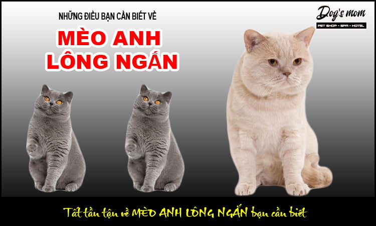 Mèo Anh Lông Ngắn giá bao nhiêu mua bán mèo aln tại TPHCM và Hà Nội