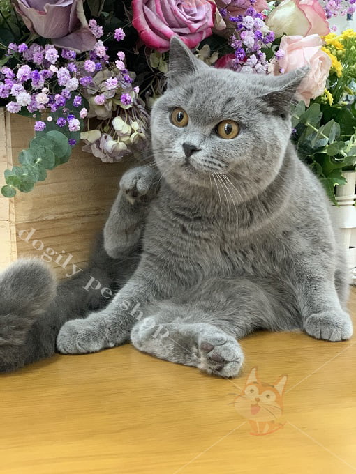 Mèo Nga Có Gì Tuyệt Vời Mà Nhiều Người “Săn Lùng” Đến Vậy?