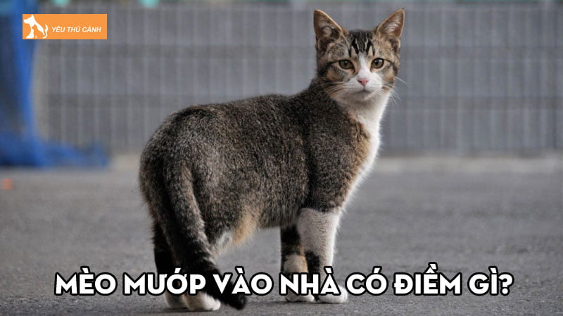 Mèo mướp vào nhà có điềm gì? Một số điều thú vị về chúng