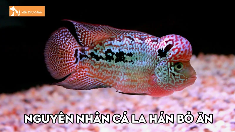 Nguyên nhân Cá la hán bỏ ăn và cách chữa trị hiệu quả